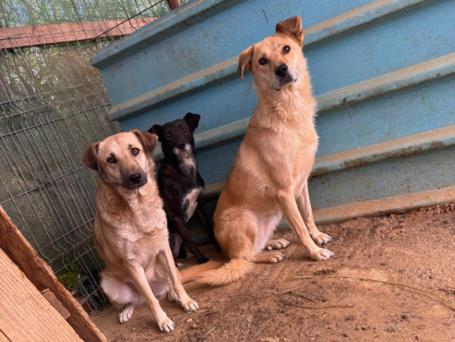 Spenden und Patenschaften steuerlich absetzen