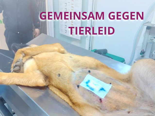 Mit Kastrationsspenden Tierleid reduzieren
