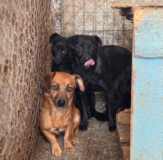 Drei &auml;ngstliche Hunde in einer Ecke eines Zwingers