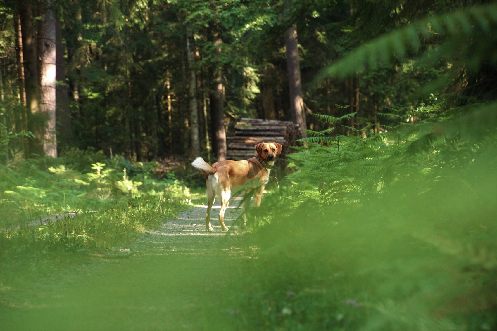 Ein Hund, der im Gras steht, aufgenommen bei K&ouml;nigsfeld im Schwarzwald, Deutschland