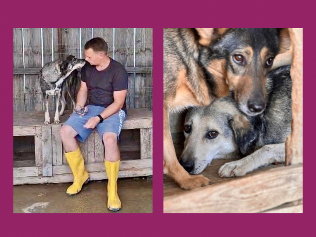 Hunde brauchen unsere Unterst&uuml;tzung 