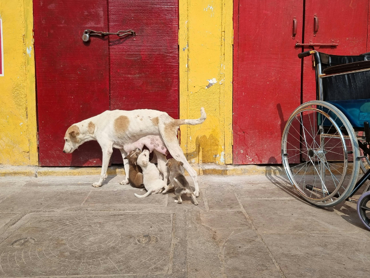Eine H&uuml;ndin die im Stehen vier Welpen s&auml;ugt. Sie stehen vor einer gelben H&auml;userwand mit roten T&uuml;ren. 