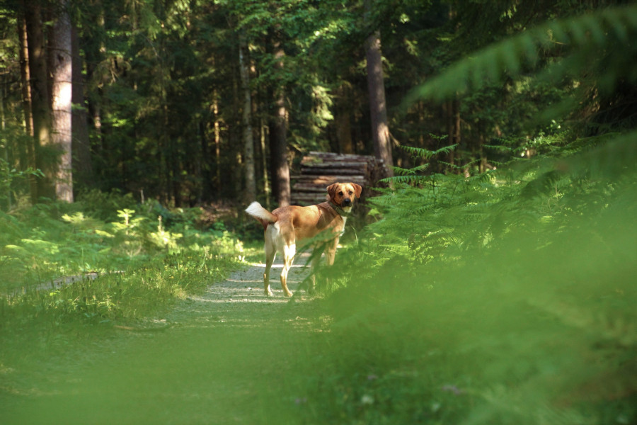 Ein Hund, der im Gras steht, aufgenommen bei Königsfeld im Schwarzwald, Deutschland