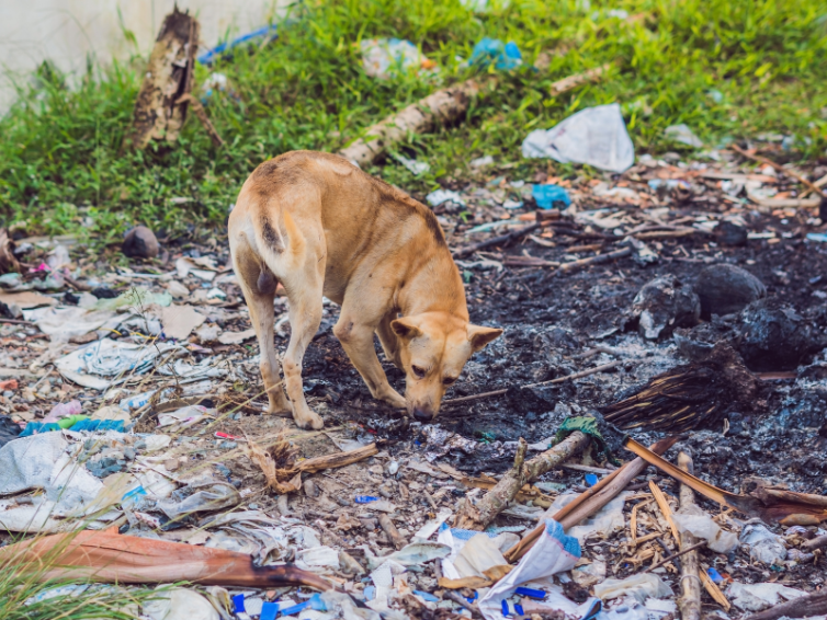 Ein Stra&szlig;enhund der im M&uuml;ll nach Futter sucht.