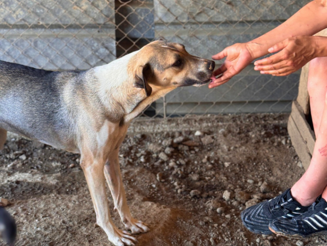 Die Hunde brauchen dich